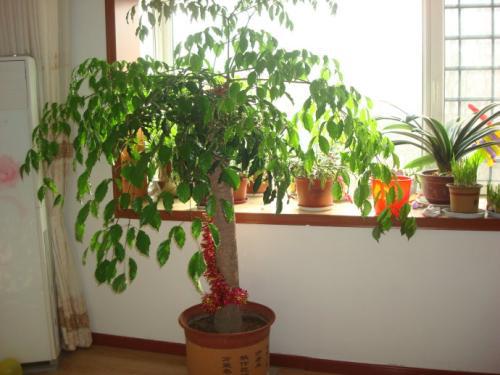 幸福树放在家里哪个位置最吉利,幸福树放在客厅什么位置好?